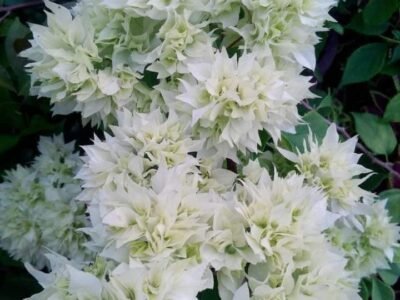 White magaram boganvila