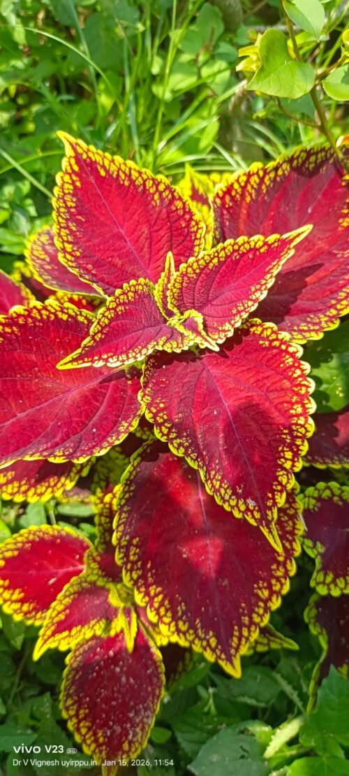 Close-up of Coleus Wizard Scarlet ornamental plant with bright red leaves and yellow green shade borders